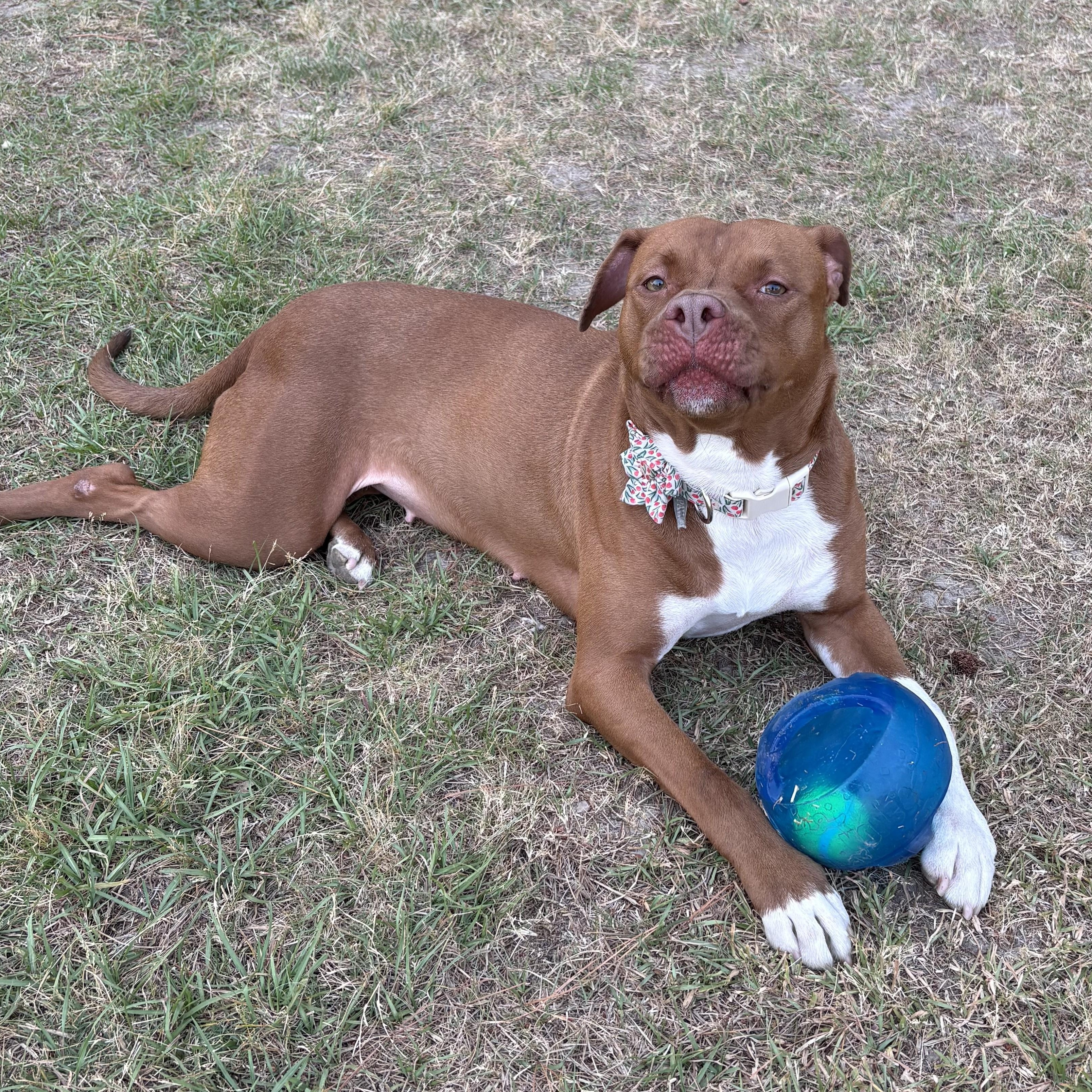 Enlarge Rosie Roo | Courtesy post, a ADOPTABLE mixed breed in Chesapeake, VA image 3/6
