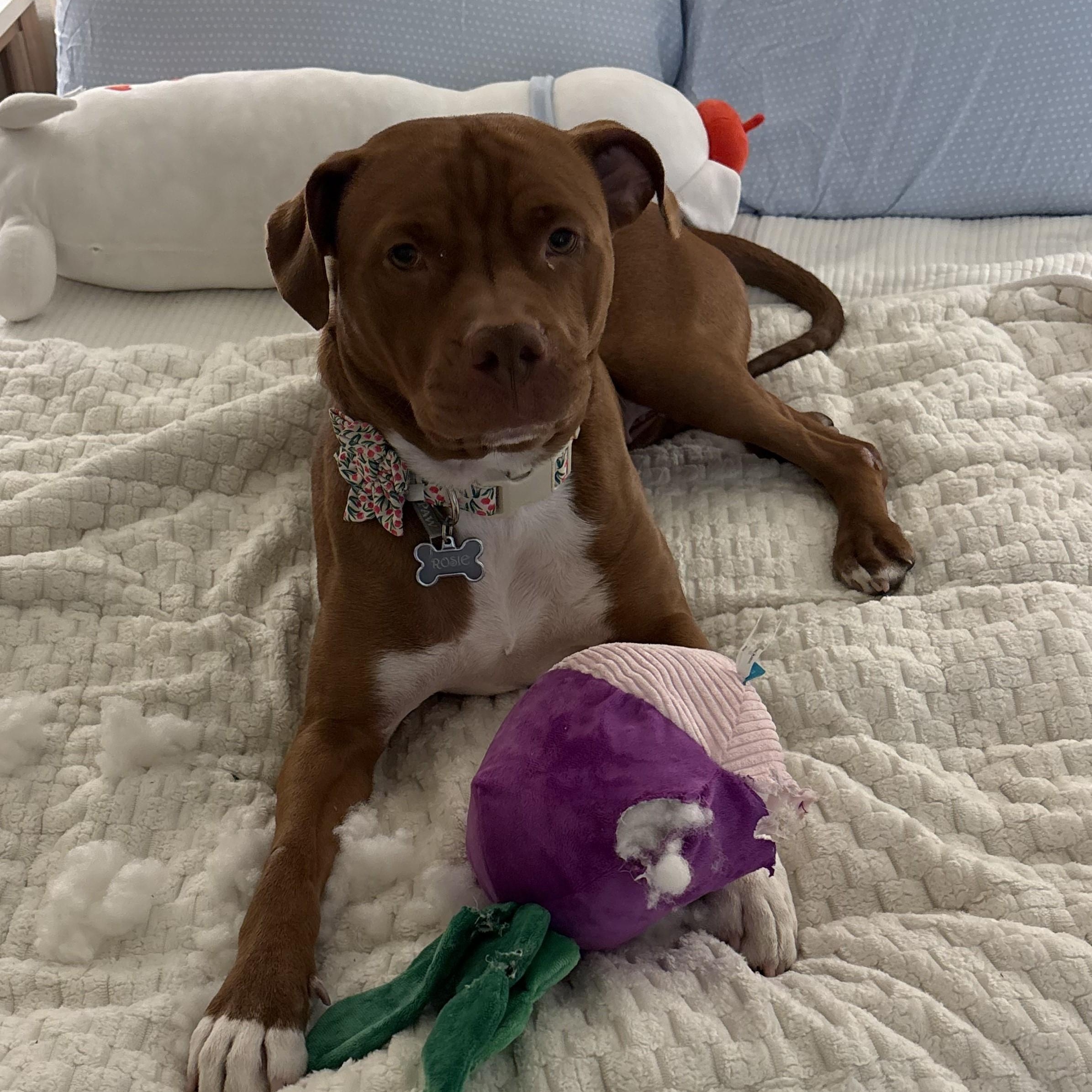 Rosie Roo | Courtesy post, ADOPTABLE, Young Female Mixed Breed.