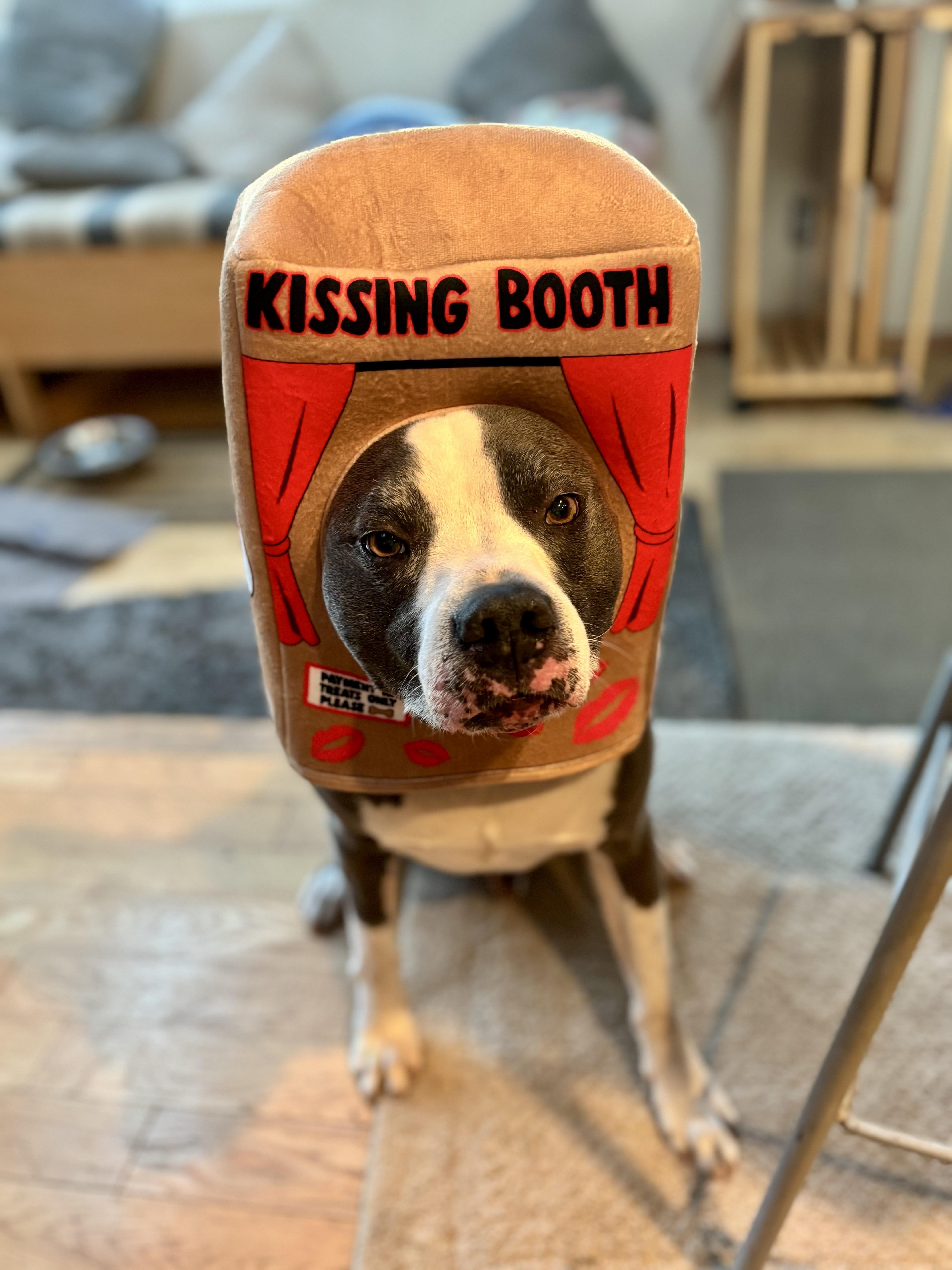 Bubbles, Adoptable, Adult Male American Staffordshire Terrier.