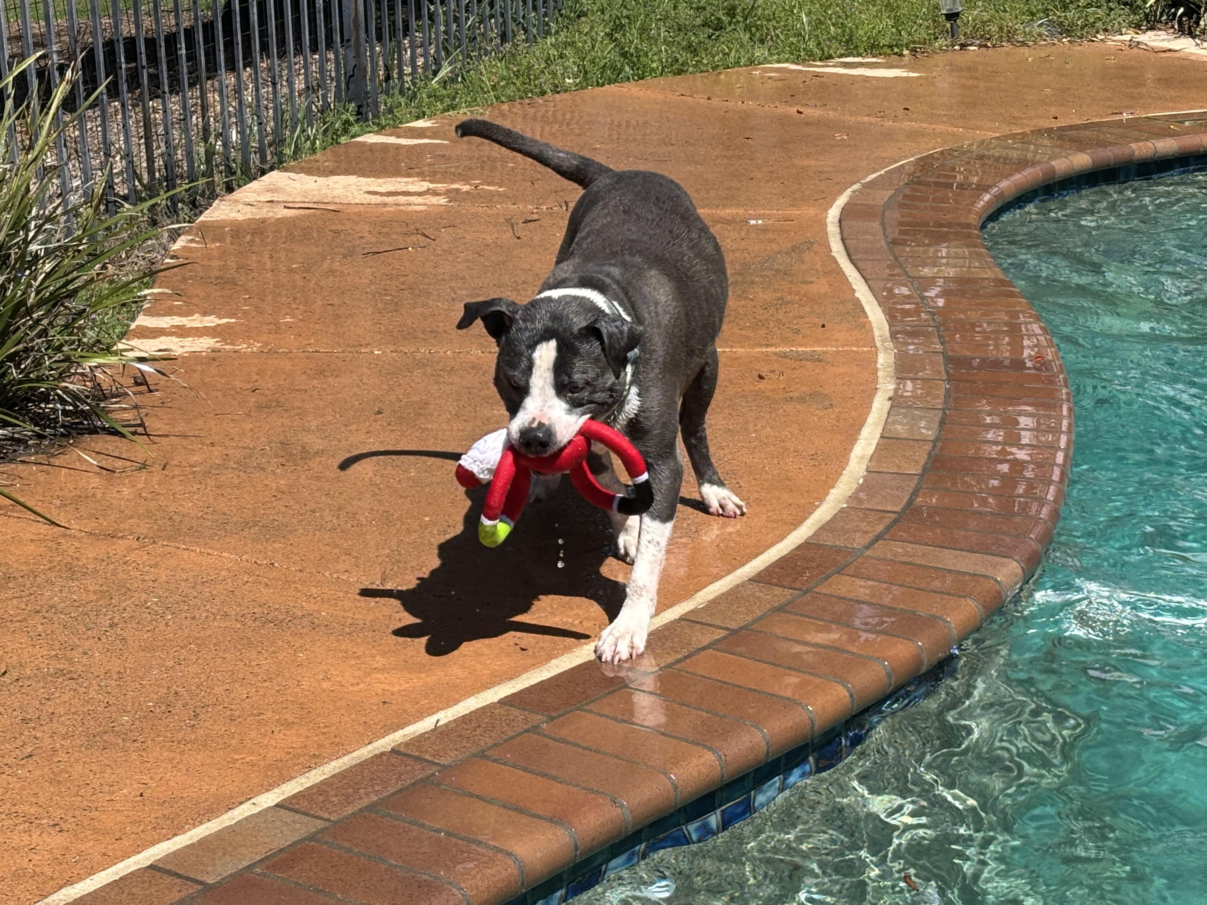 Bubbles, a Adoptable mixed breed in Gilroy, CA image 4/6