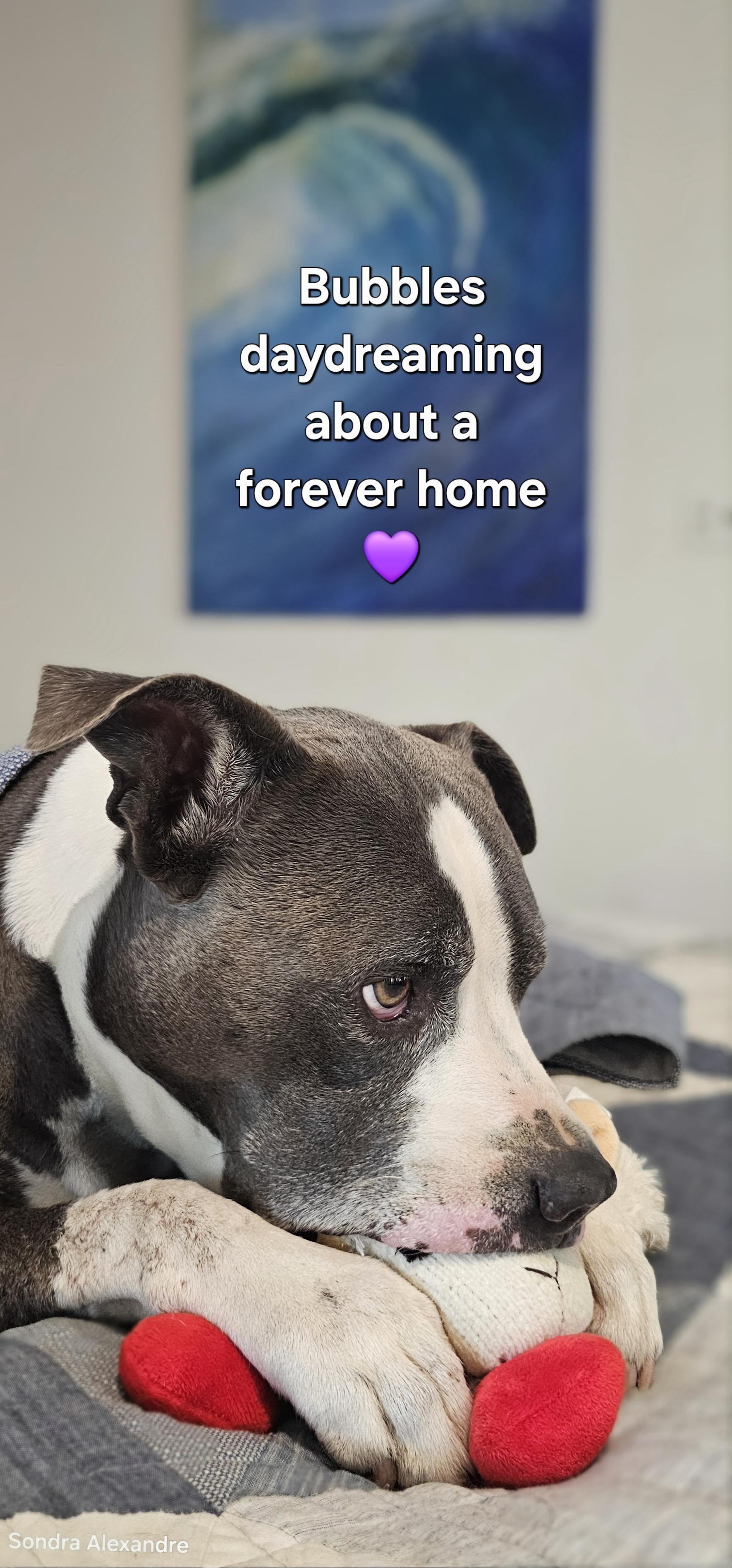 Bubbles, a Adoptable mixed breed in Gilroy, CA image 3/6