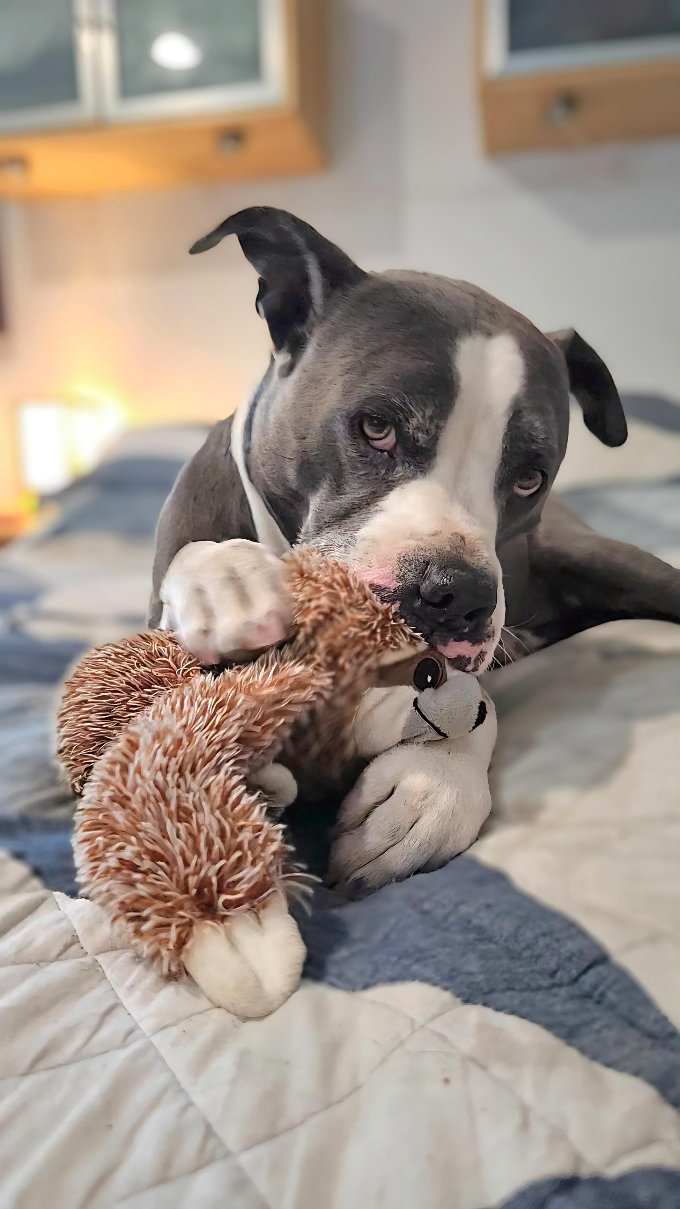 Bubbles, Adoptable, Adult Male American Staffordshire Terrier.