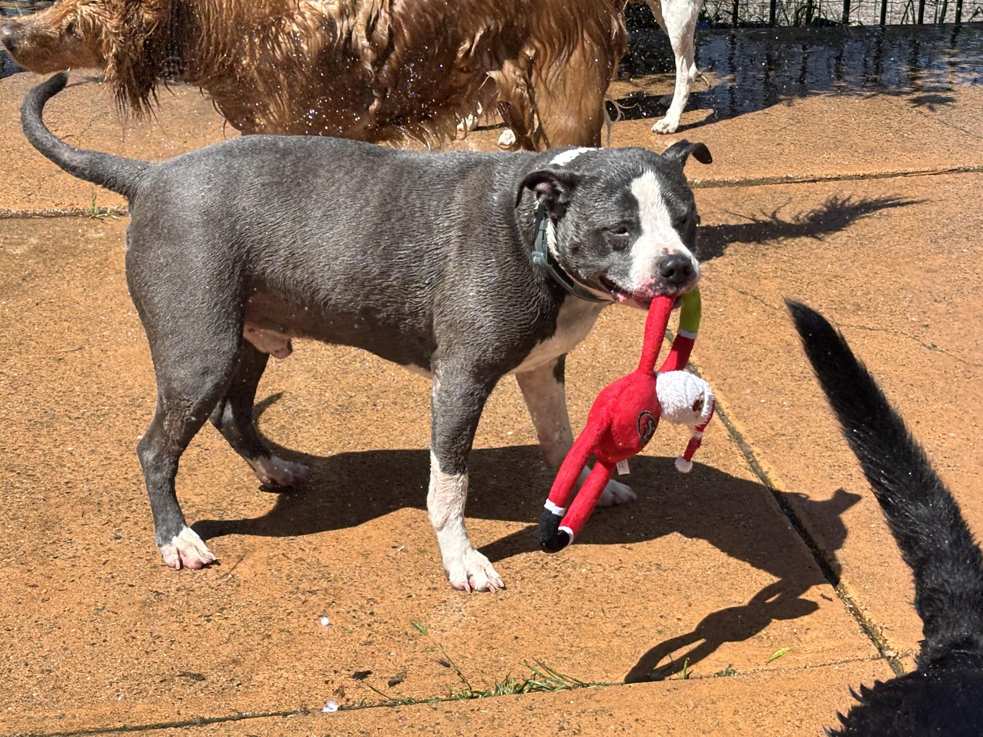 Bubbles, a Adoptable mixed breed in Gilroy, CA image 6/6