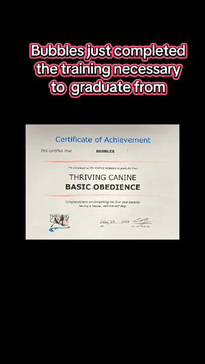 Enlarge Bubbles, a Adoptable mixed breed in Gilroy, CA video 2/6