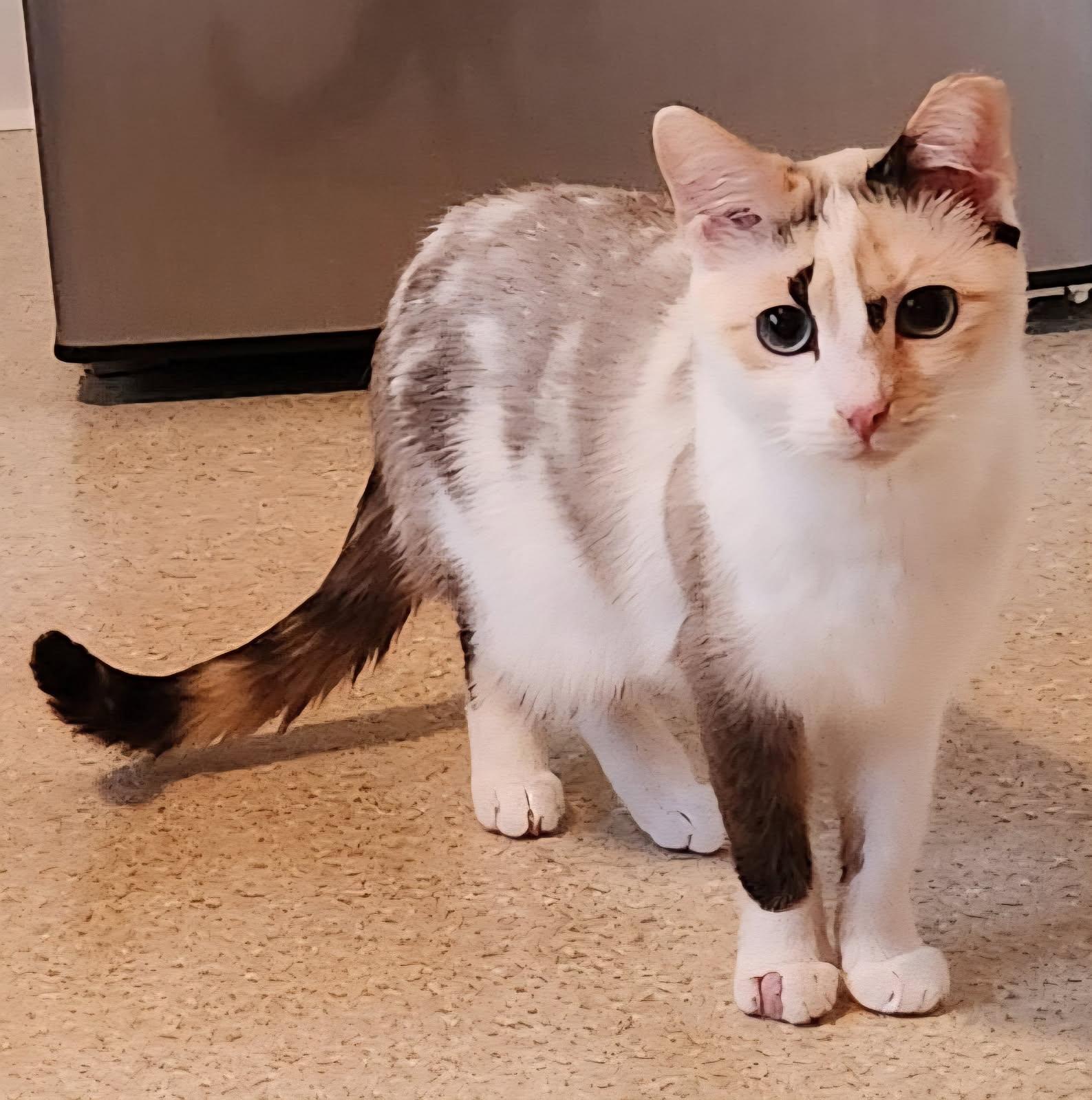 Bombay, Adoptable, Young Female Domestic Short Hair.