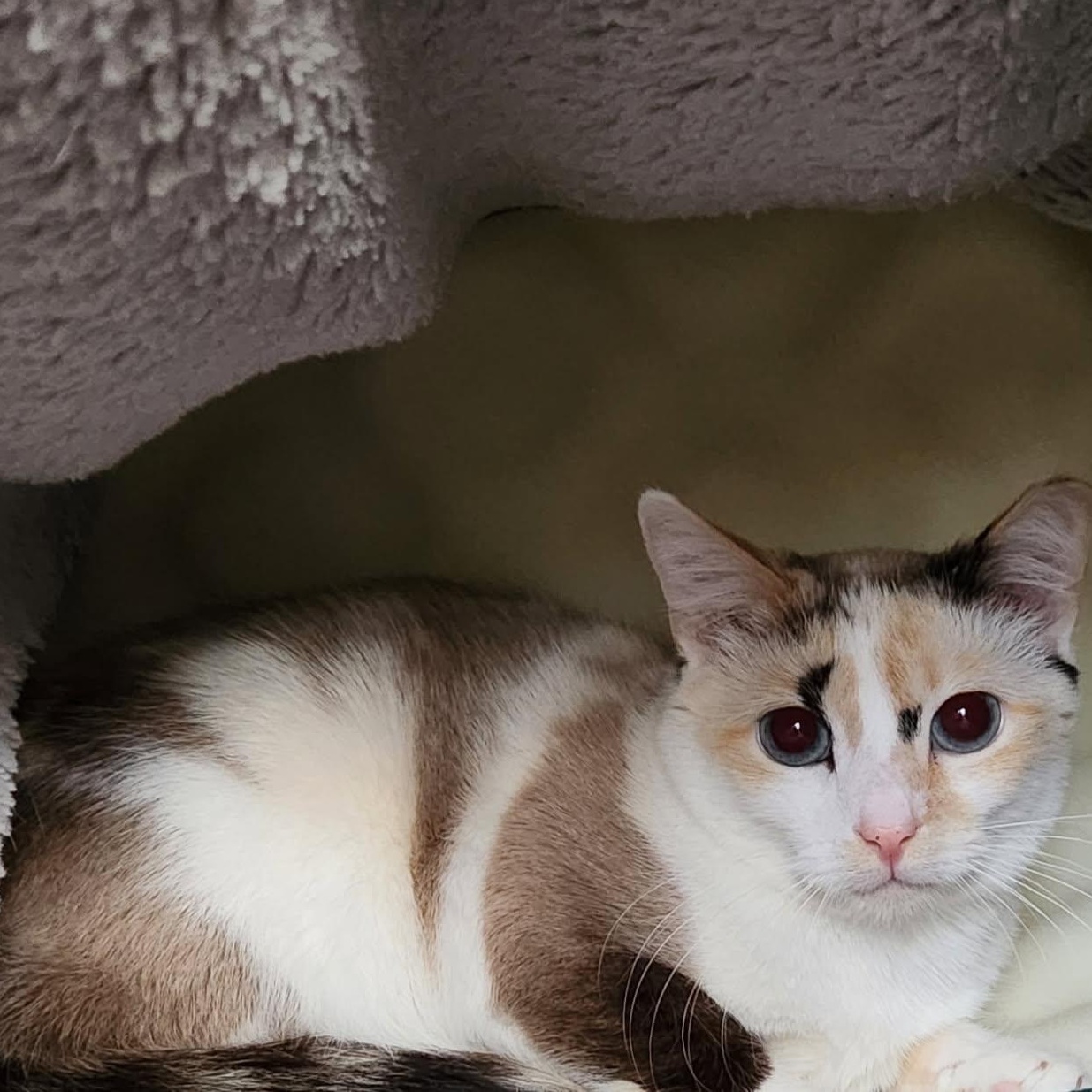 Bombay, a Adoptable mixed breed in Richmond, VA image 3/6