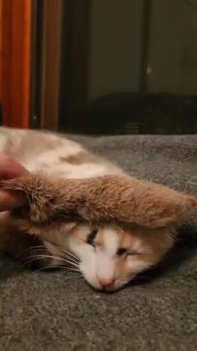 Enlarge Bombay, a Adoptable mixed breed in Richmond, VA video 5/6