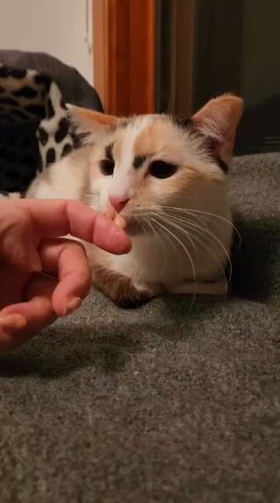 Enlarge Bombay, a Adoptable mixed breed in Richmond, VA video 4/6