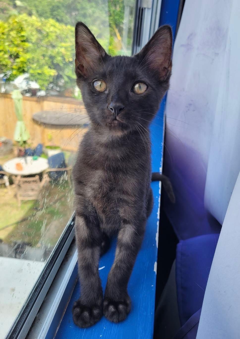 Dove, Baby Male Domestic Short Hair