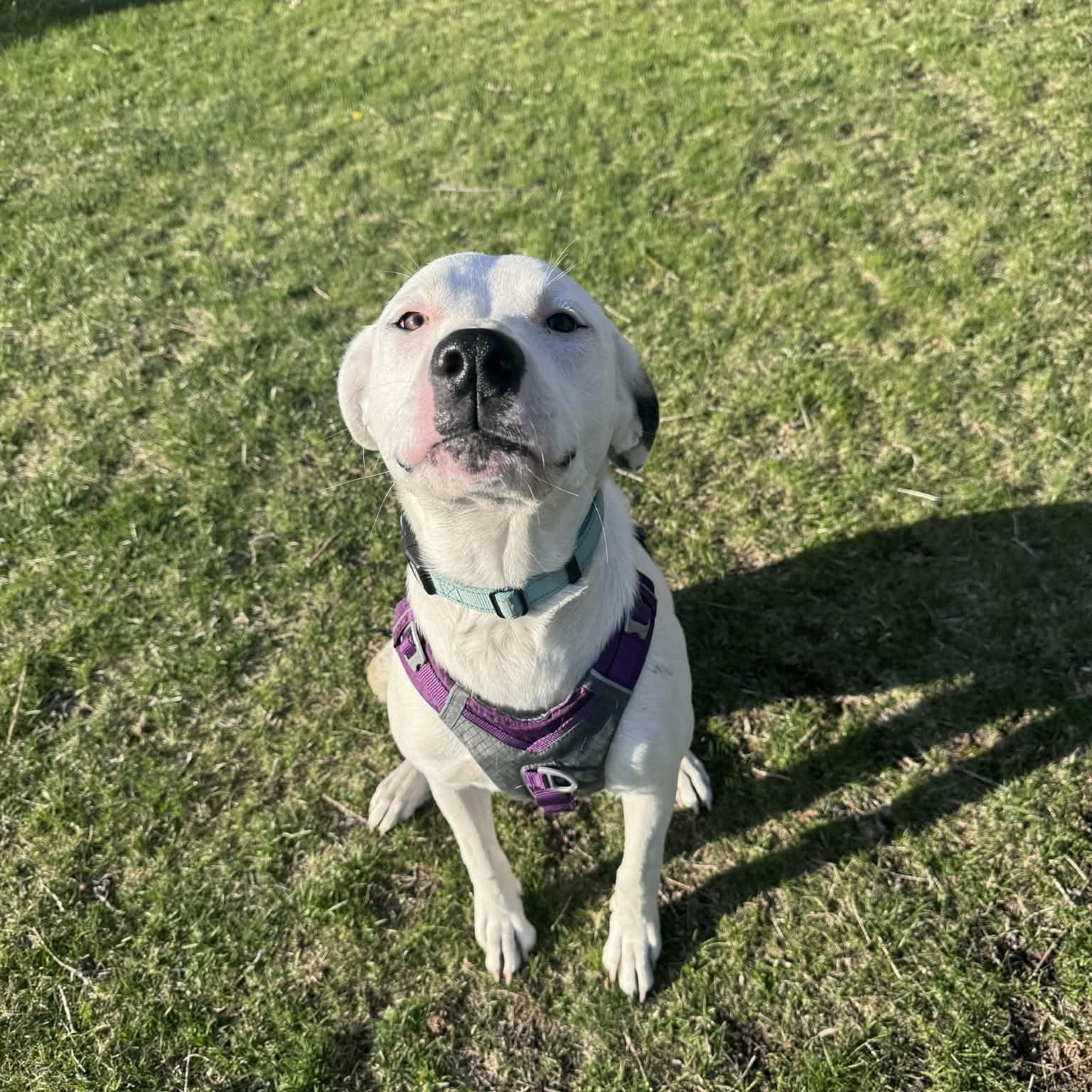 Enlarge Luna, a Adoptable mixed breed in Cumberland, RI image 5/6