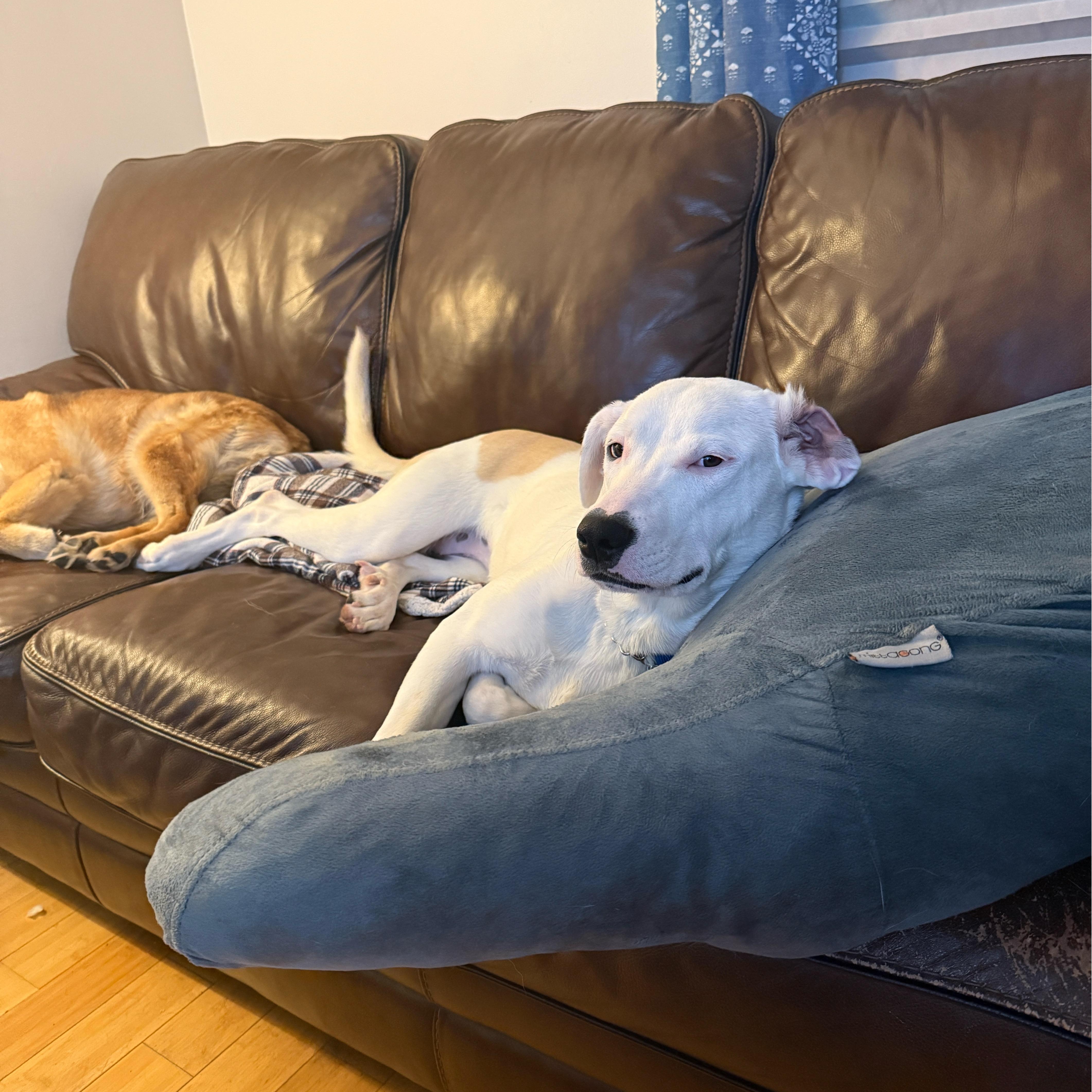 Sugar, a Adoptable mixed breed in Cumberland, RI image 2/6