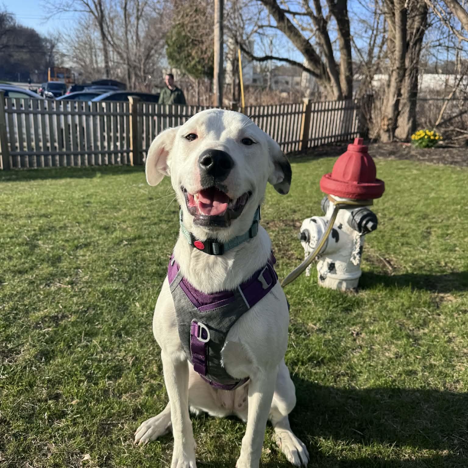 Enlarge Luna, a Adoptable mixed breed in Cumberland, RI image 2/6