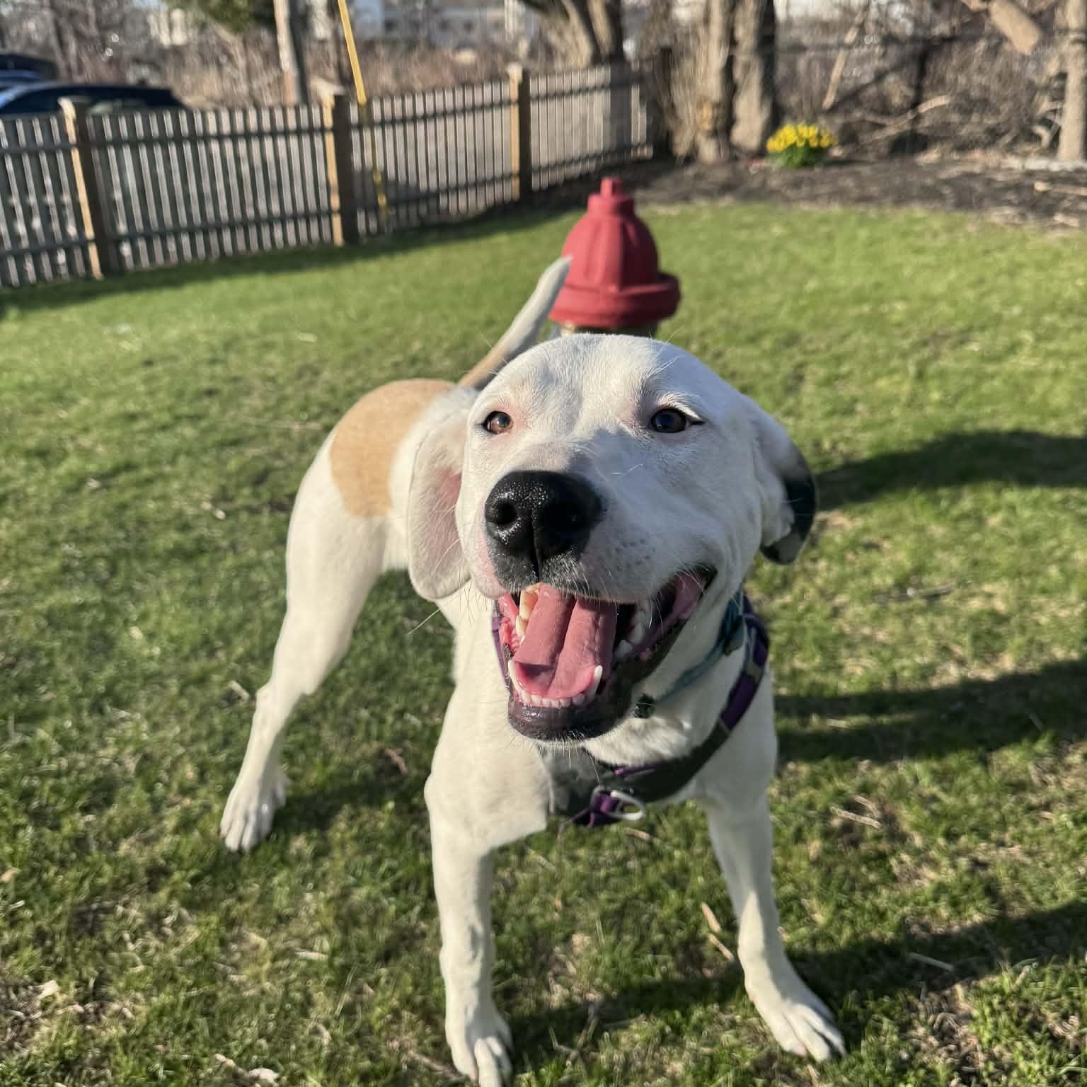 Enlarge Luna, a Adoptable mixed breed in Cumberland, RI image 4/6