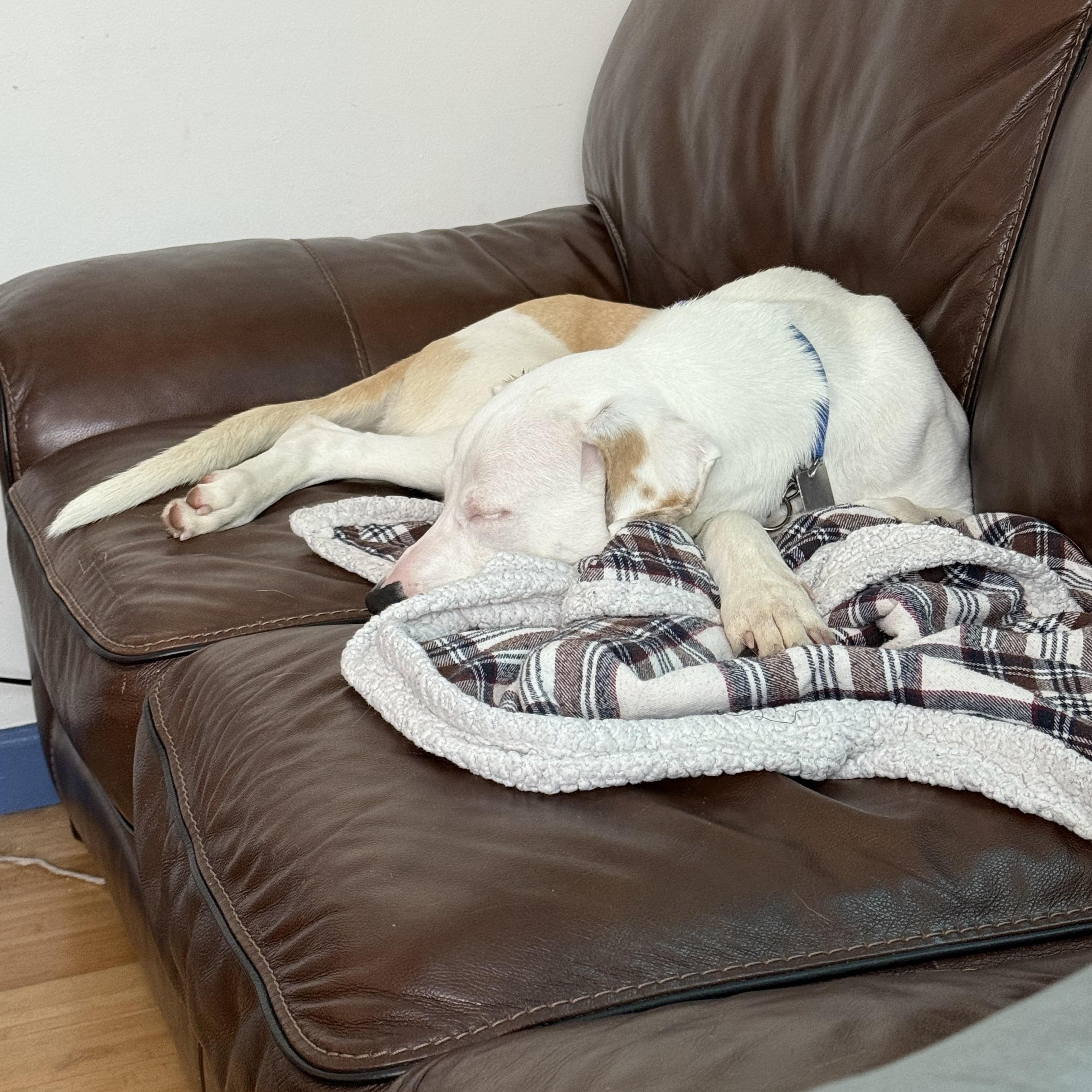 Sugar, a Adoptable mixed breed in Cumberland, RI image 4/6