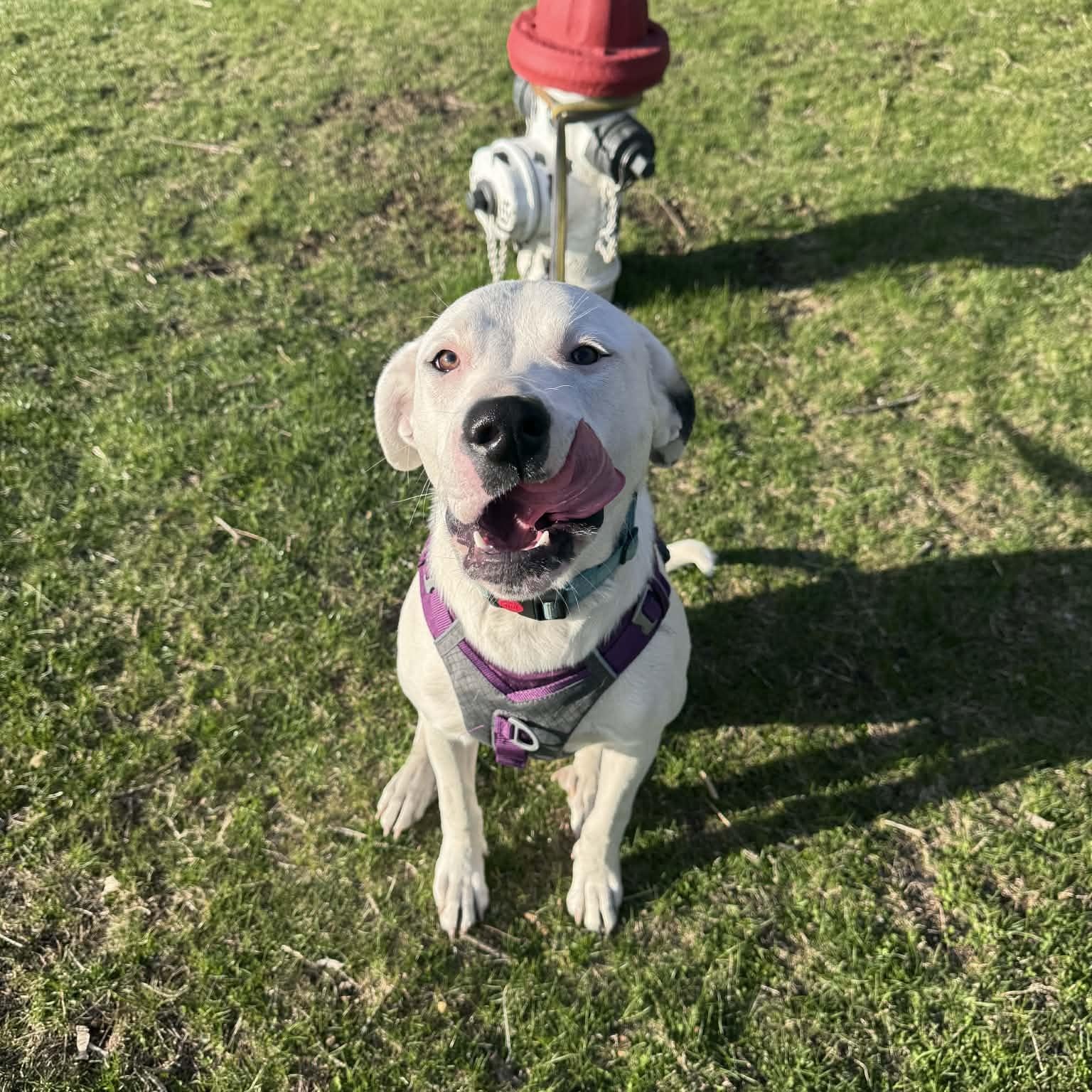 Enlarge Luna, a Adoptable mixed breed in Cumberland, RI image 6/6