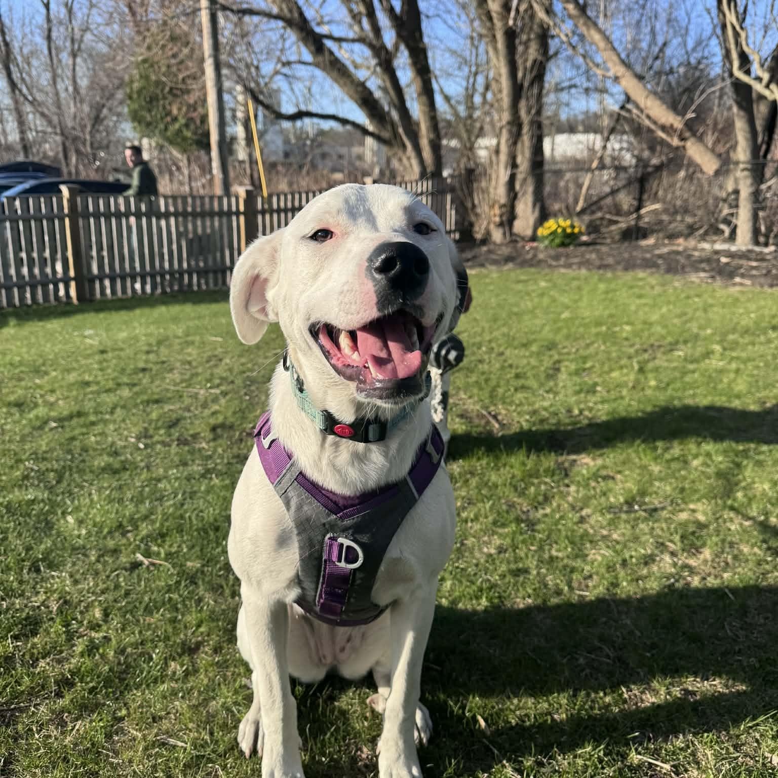 Enlarge Luna, a Adoptable mixed breed in Cumberland, RI image 3/6