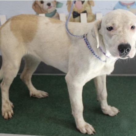 Sugar, a Adoptable mixed breed in Cumberland, RI image 6/6