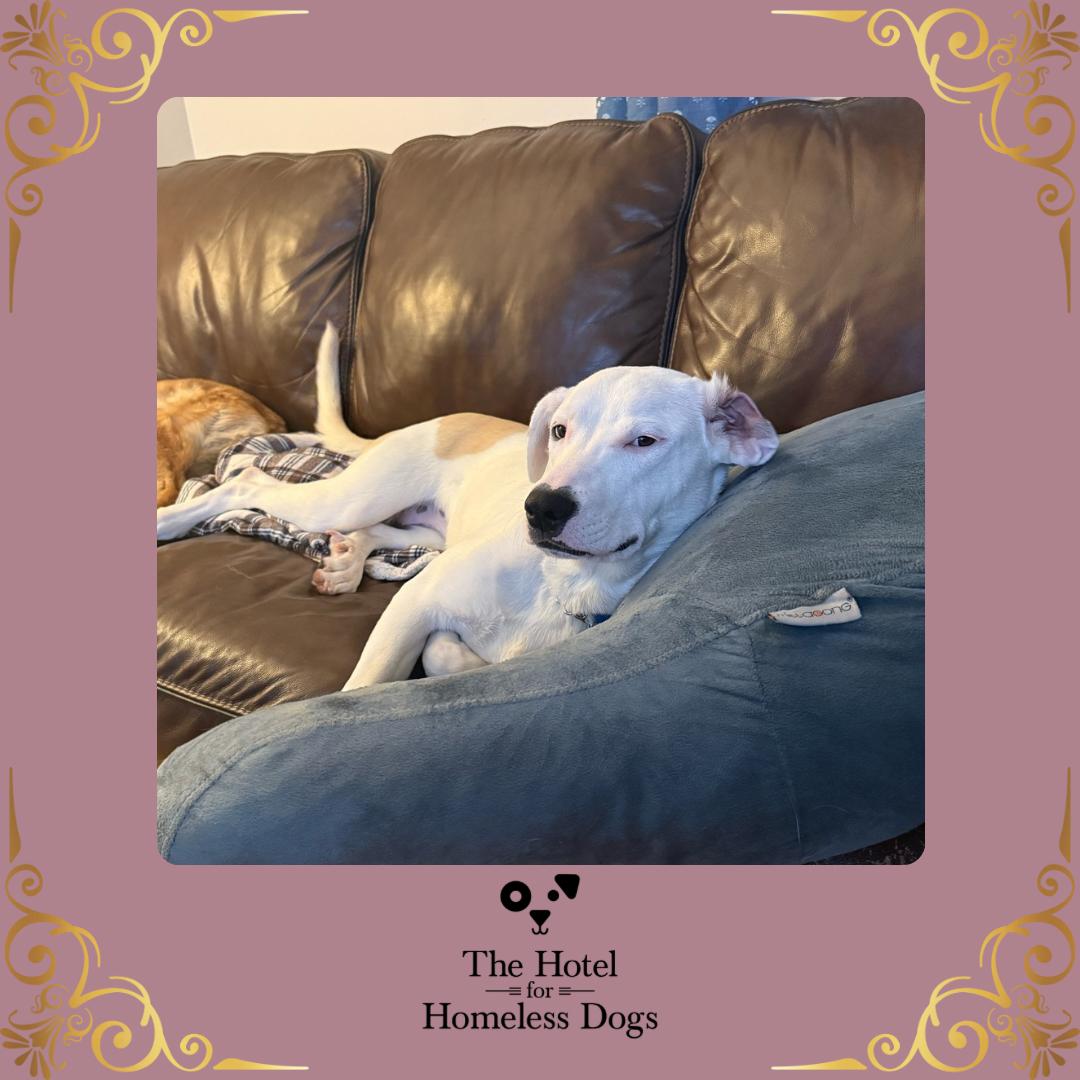 Sugar, a Adoptable mixed breed in Cumberland, RI image 1/6