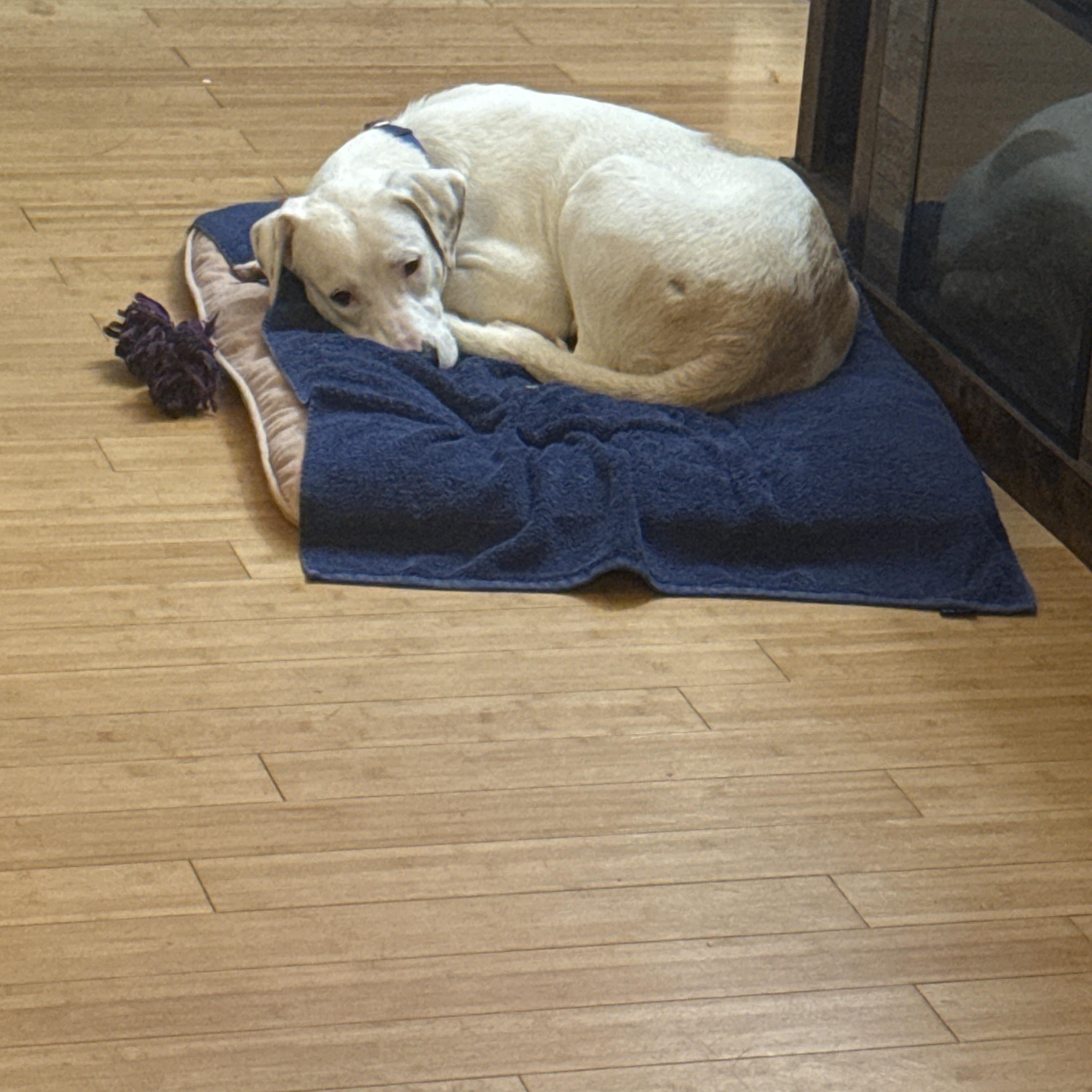 Sugar, a Adoptable mixed breed in Cumberland, RI image 5/6