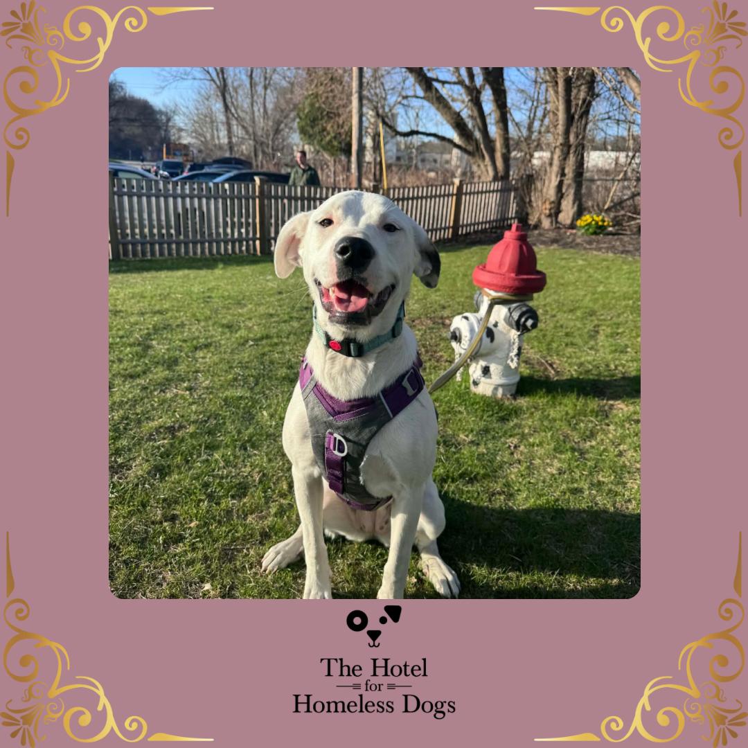 Enlarge Luna, a Adoptable mixed breed in Cumberland, RI image 1/6