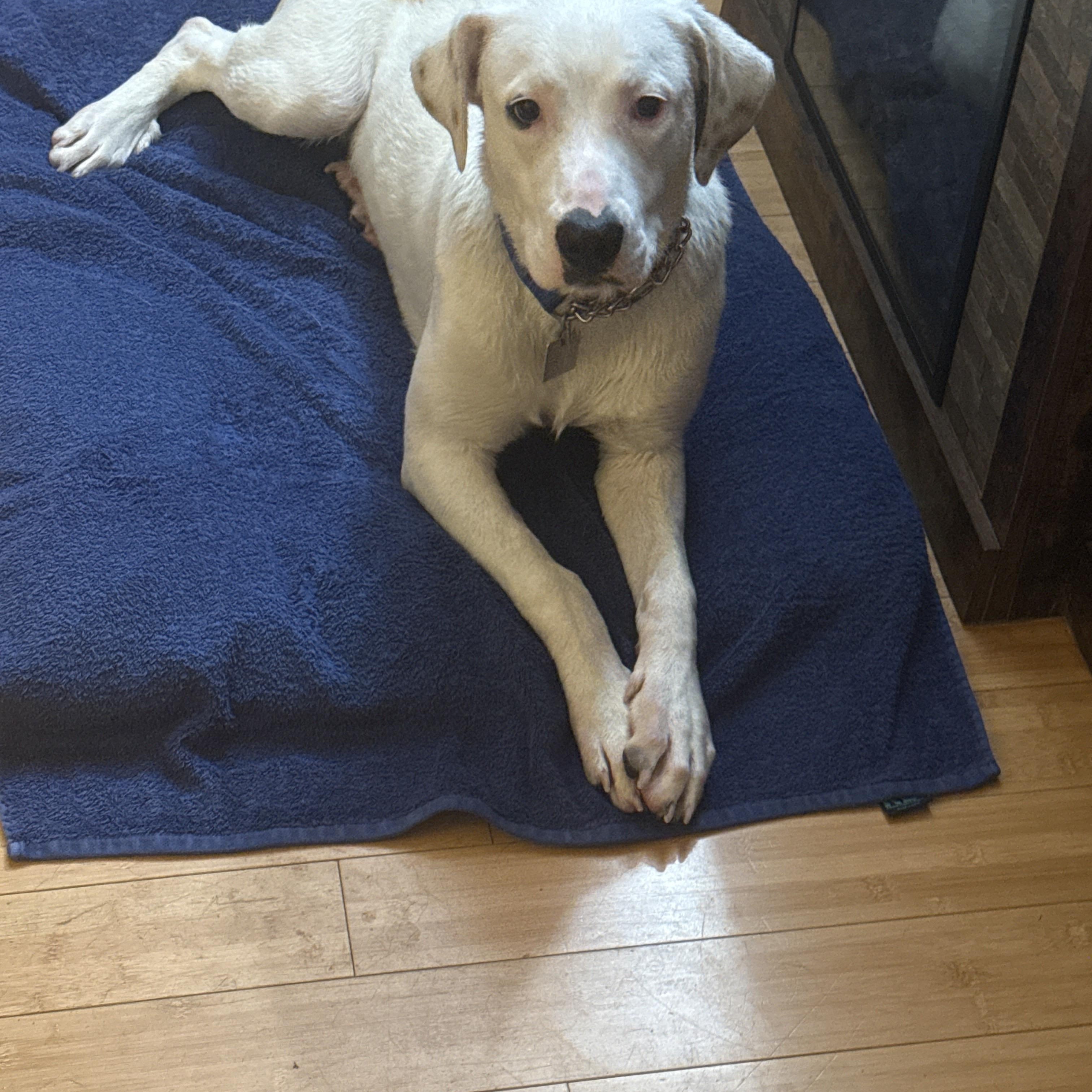 Sugar, a Adoptable mixed breed in Cumberland, RI image 3/6