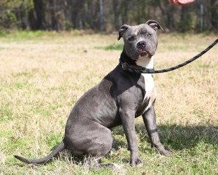 Enlarge DA 30 St Patrick, a Adoptable Pit Bull Terrier in Glen Allen, VA image 1/3