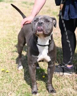 Enlarge DA 30 St Patrick, a Adoptable Pit Bull Terrier in Glen Allen, VA image 2/3