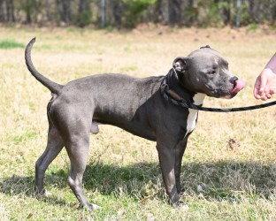 Enlarge DA 30 St Patrick, a Adoptable Pit Bull Terrier in Glen Allen, VA image 3/3