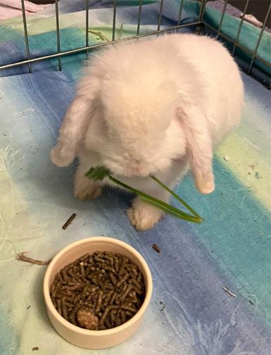 Enlarge MARSHMALLOW, a Adoptable mixed breed in San Clemente, CA image 1/5