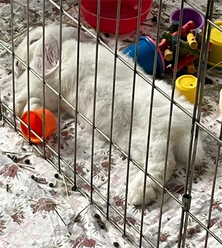 Enlarge MARSHMALLOW, a Adoptable mixed breed in San Clemente, CA image 3/5