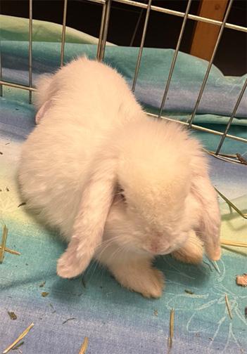 Enlarge MARSHMALLOW, a Adoptable mixed breed in San Clemente, CA image 2/5