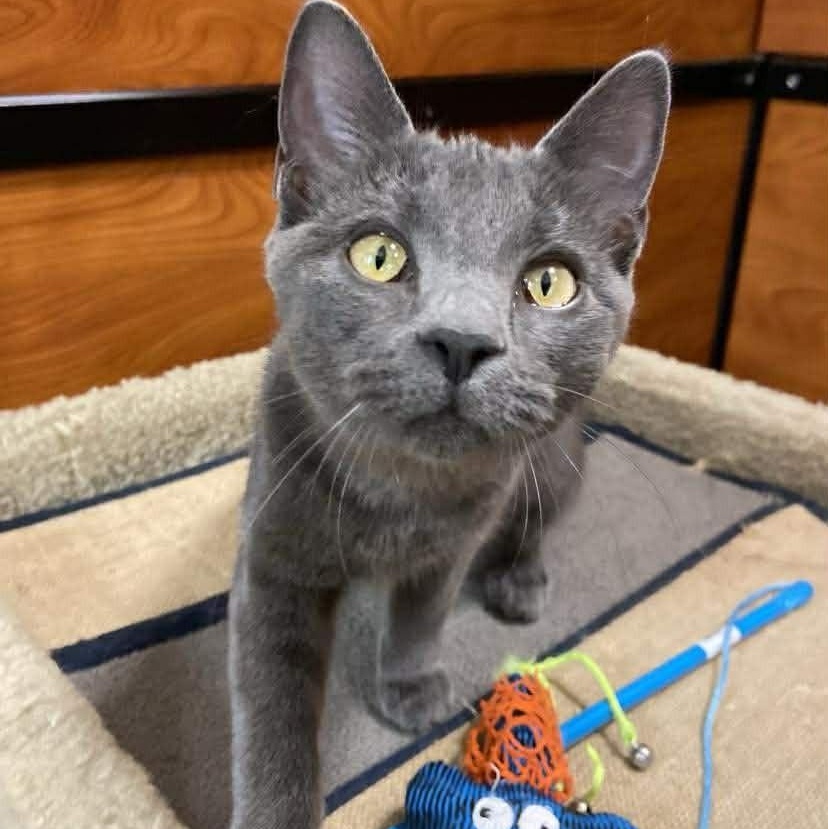 Enlarge Kalani, an adopted Russian Blue in Memphis, TN image 3/3