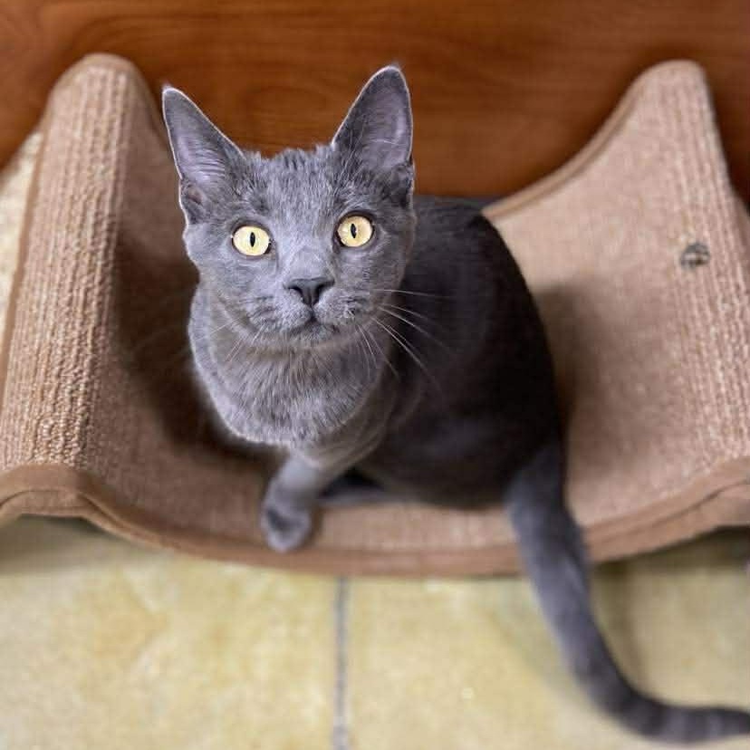 Enlarge Kalani, an adopted Russian Blue in Memphis, TN image 1/3