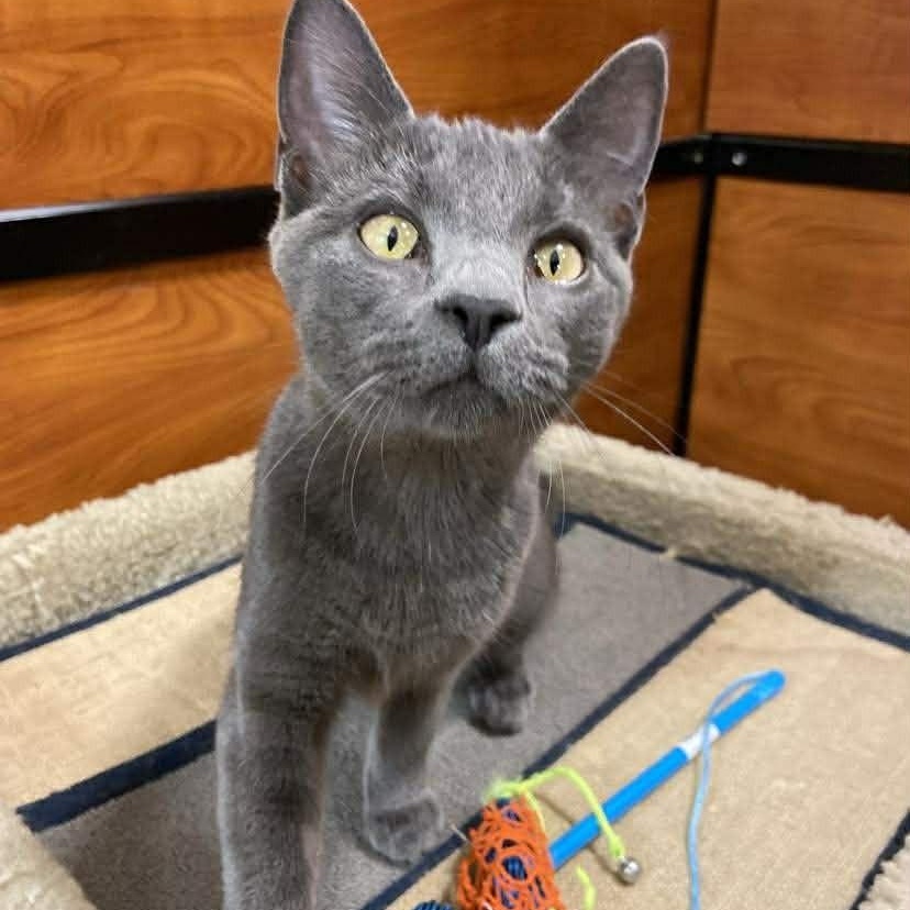 Enlarge Kalani, an adopted Russian Blue in Memphis, TN image 2/3