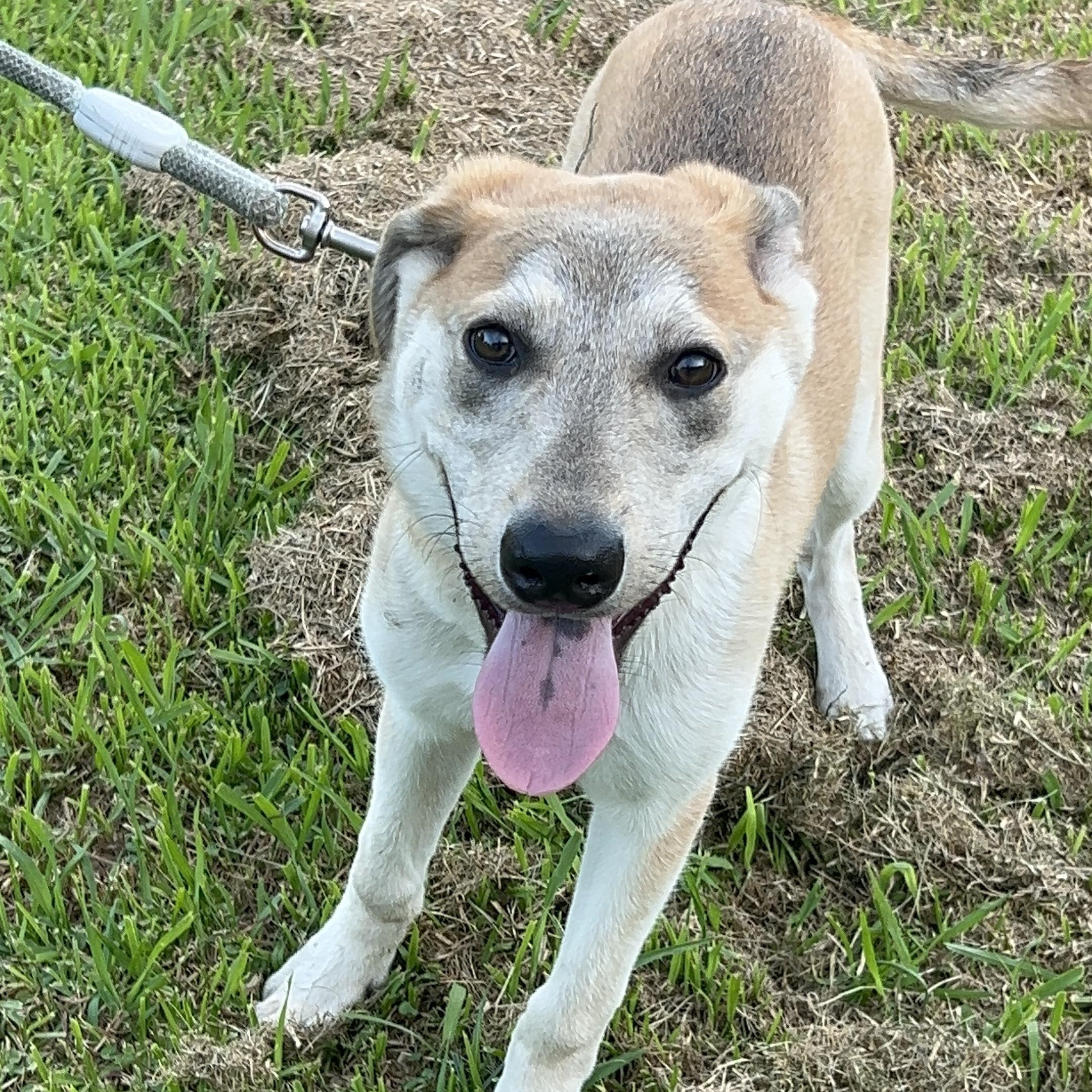 Enlarge Scout, a Adoptable mixed breed in Bellaire, TX image 4/6