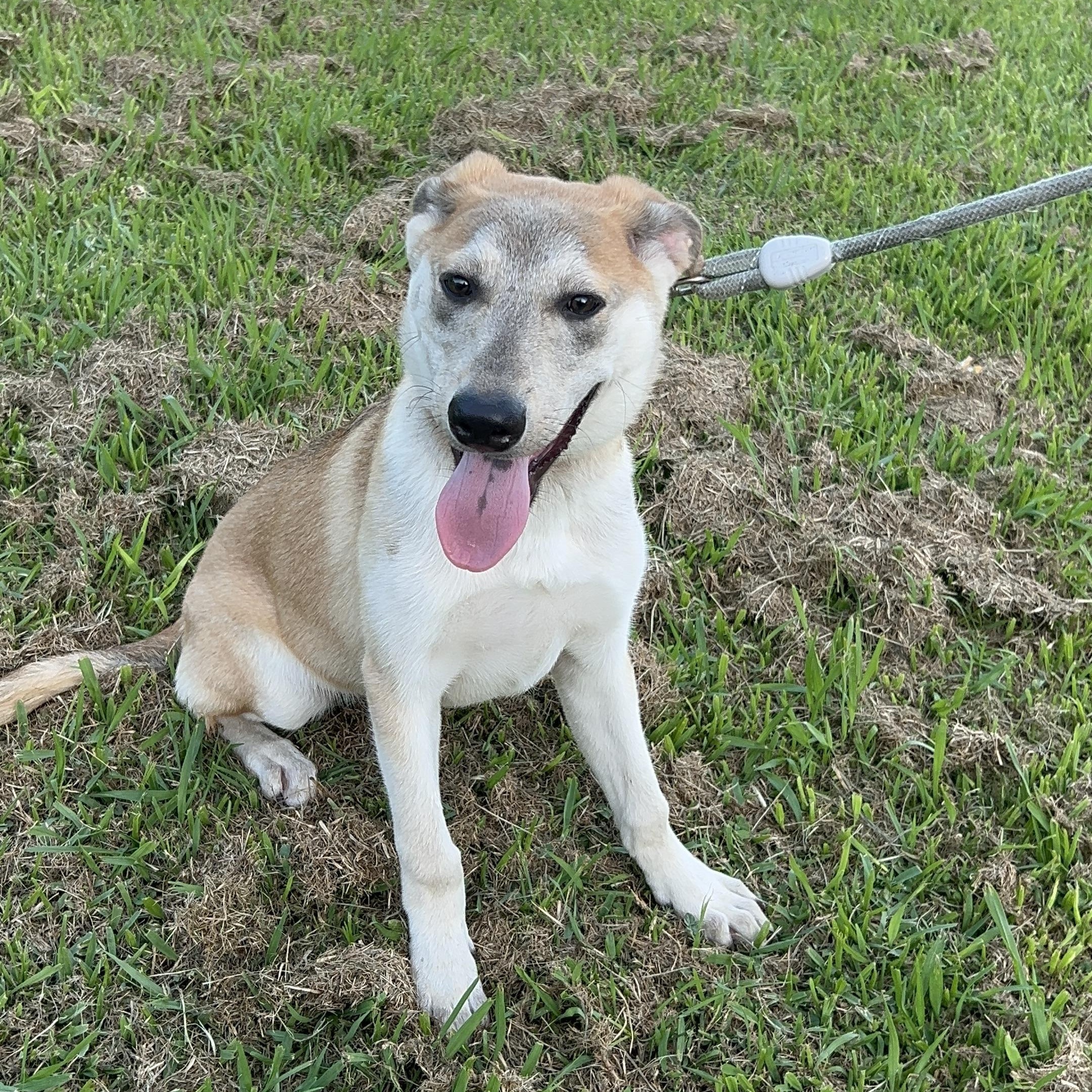Enlarge Scout, a Adoptable mixed breed in Bellaire, TX image 6/6