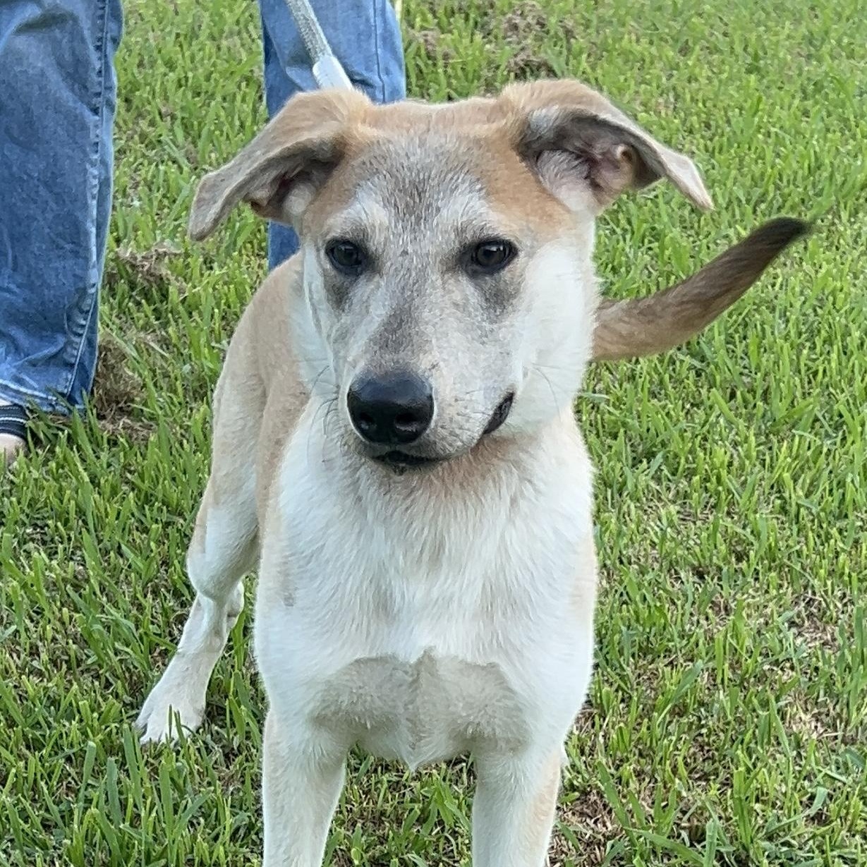 Scout, Adoptable, Puppy Male German Shepherd Dog & Labrador Retriever.