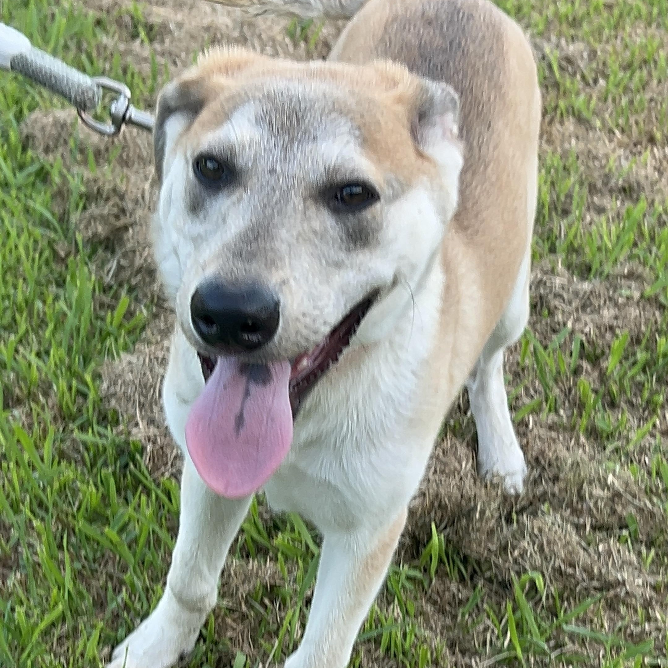 Enlarge Scout, a Adoptable mixed breed in Bellaire, TX image 5/6