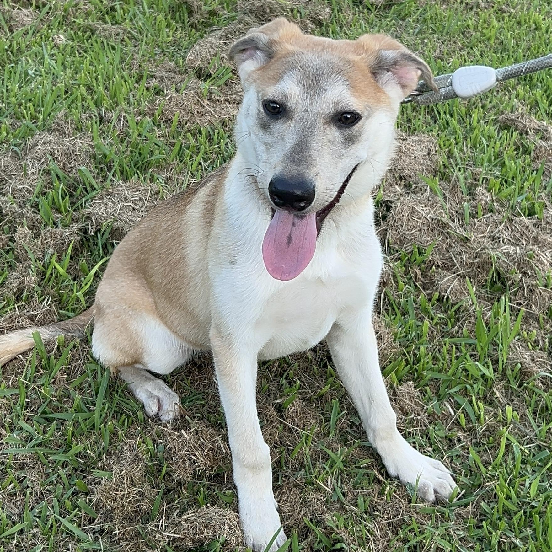 Enlarge Scout, a Adoptable mixed breed in Bellaire, TX image 3/6