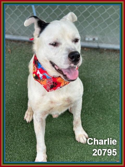 Enlarge CHARLIE, a ADOPTABLE mixed breed in Marietta, GA image 5/6