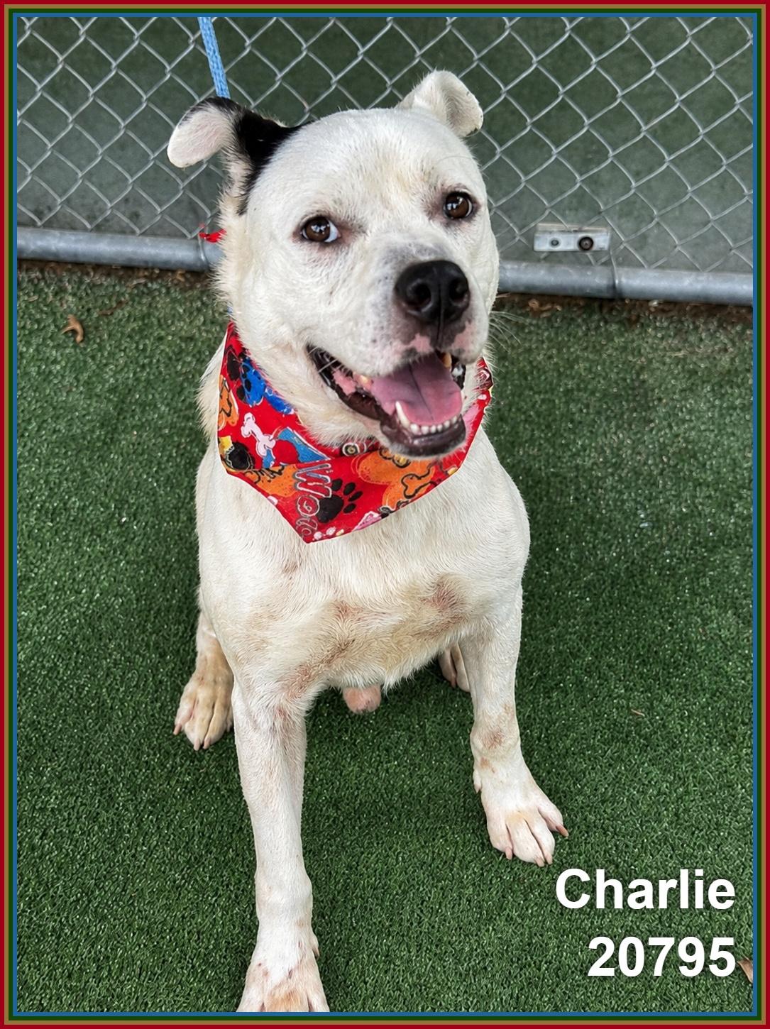 CHARLIE, ADOPTABLE, Young Male Pit Bull Terrier & American Staffordshire Terrier.