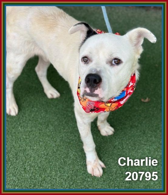 Enlarge CHARLIE, a ADOPTABLE mixed breed in Marietta, GA image 6/6