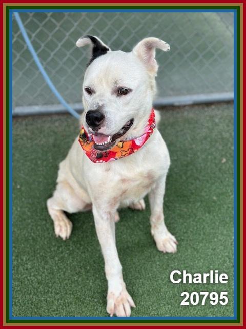 Enlarge CHARLIE, a ADOPTABLE mixed breed in Marietta, GA image 4/6