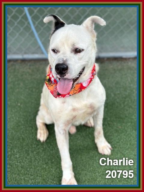 Enlarge CHARLIE, a ADOPTABLE mixed breed in Marietta, GA image 2/6