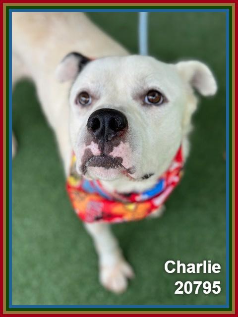 Enlarge CHARLIE, a ADOPTABLE mixed breed in Marietta, GA image 3/6