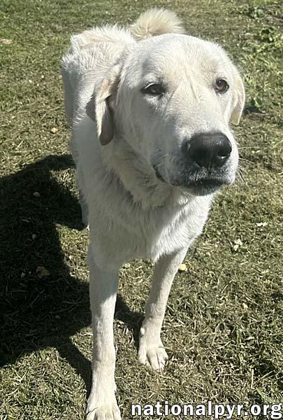 Enlarge Bentley in LA - Curliest Tail Award Winner!, a Adoptable mixed breed in Lake Charles, LA image 3/3