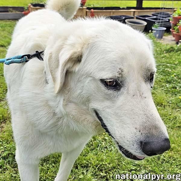 Enlarge Bentley in LA - Curliest Tail Award Winner!, a Adoptable mixed breed in Lake Charles, LA image 1/4