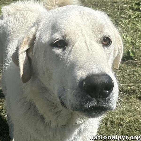 Enlarge Bentley in LA - Curliest Tail Award Winner!, a Adoptable mixed breed in Lake Charles, LA image 1/3