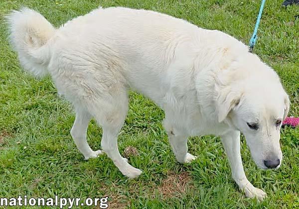 Enlarge Bentley in LA - Curliest Tail Award Winner!, a Adoptable mixed breed in Lake Charles, LA image 3/4