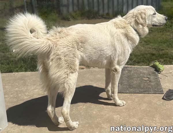 Enlarge Bentley in LA - Curliest Tail Award Winner!, a Adoptable mixed breed in Lake Charles, LA image 2/3